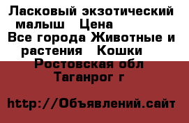 Ласковый экзотический малыш › Цена ­ 25 000 - Все города Животные и растения » Кошки   . Ростовская обл.,Таганрог г.